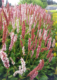 Persicaria affinis 'Dimity'